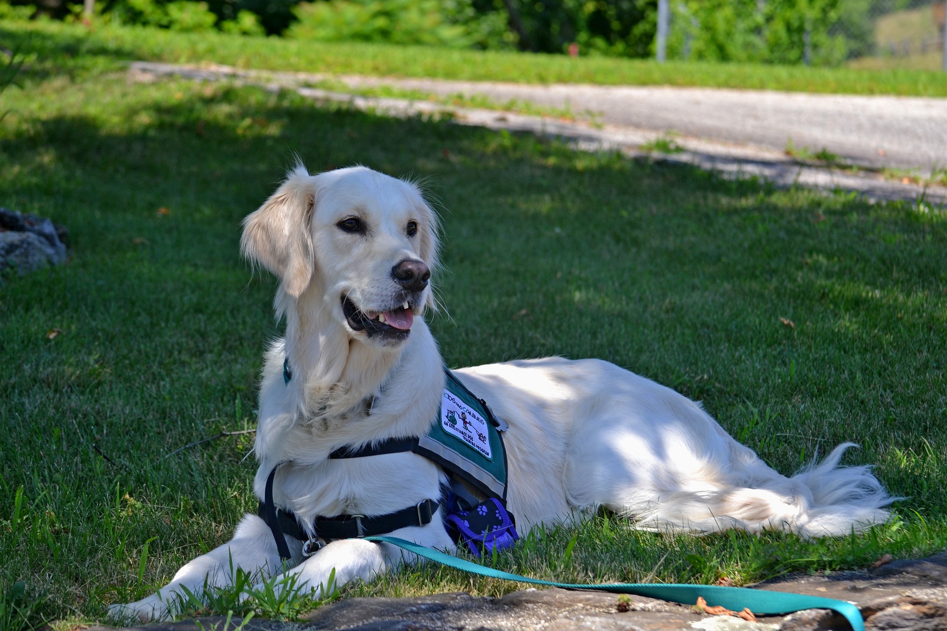 Reasonable Accommodations Involving Service Animals